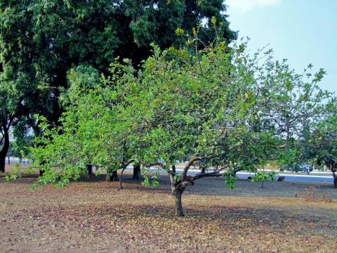 Psidium Guajava (guava) - View 13 from www redcrocus com