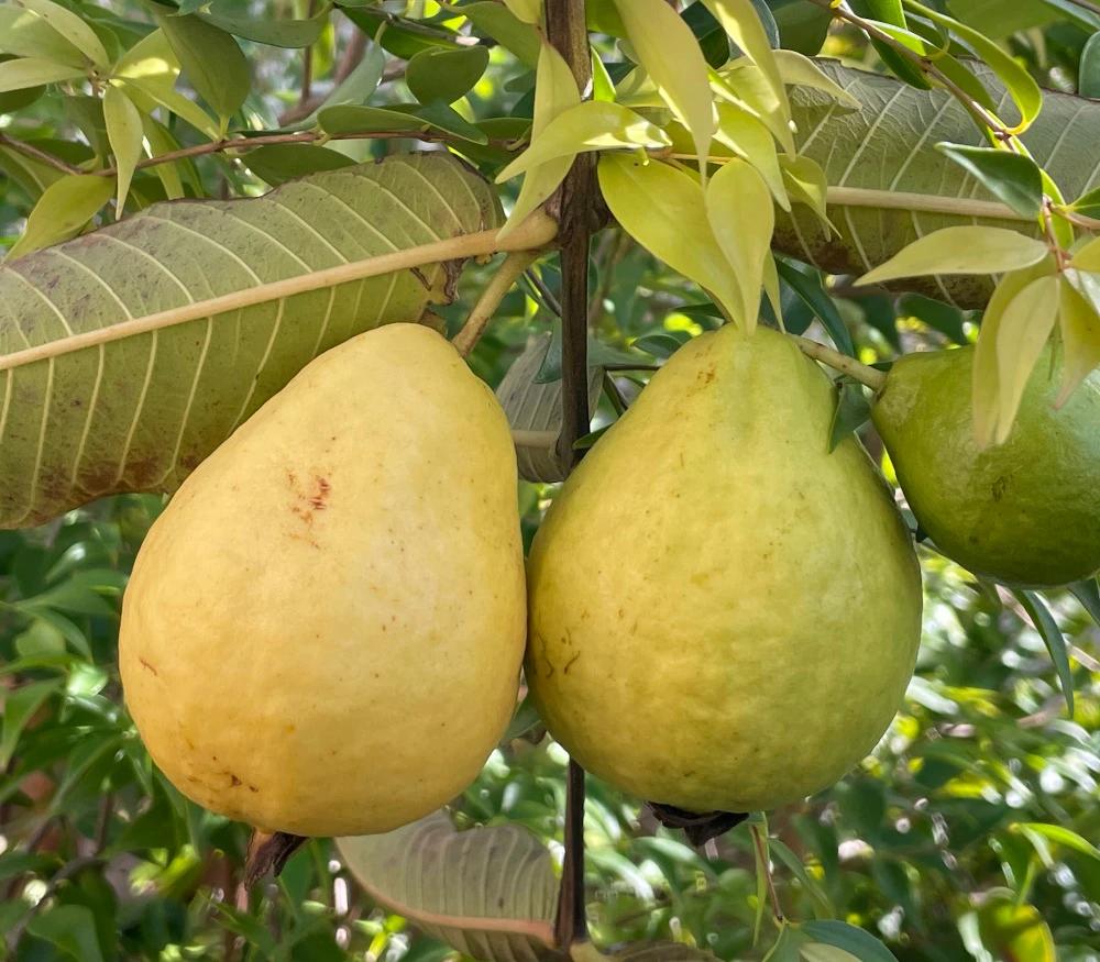 Psidium Guajava (guava) - View 14 from www redcrocus com