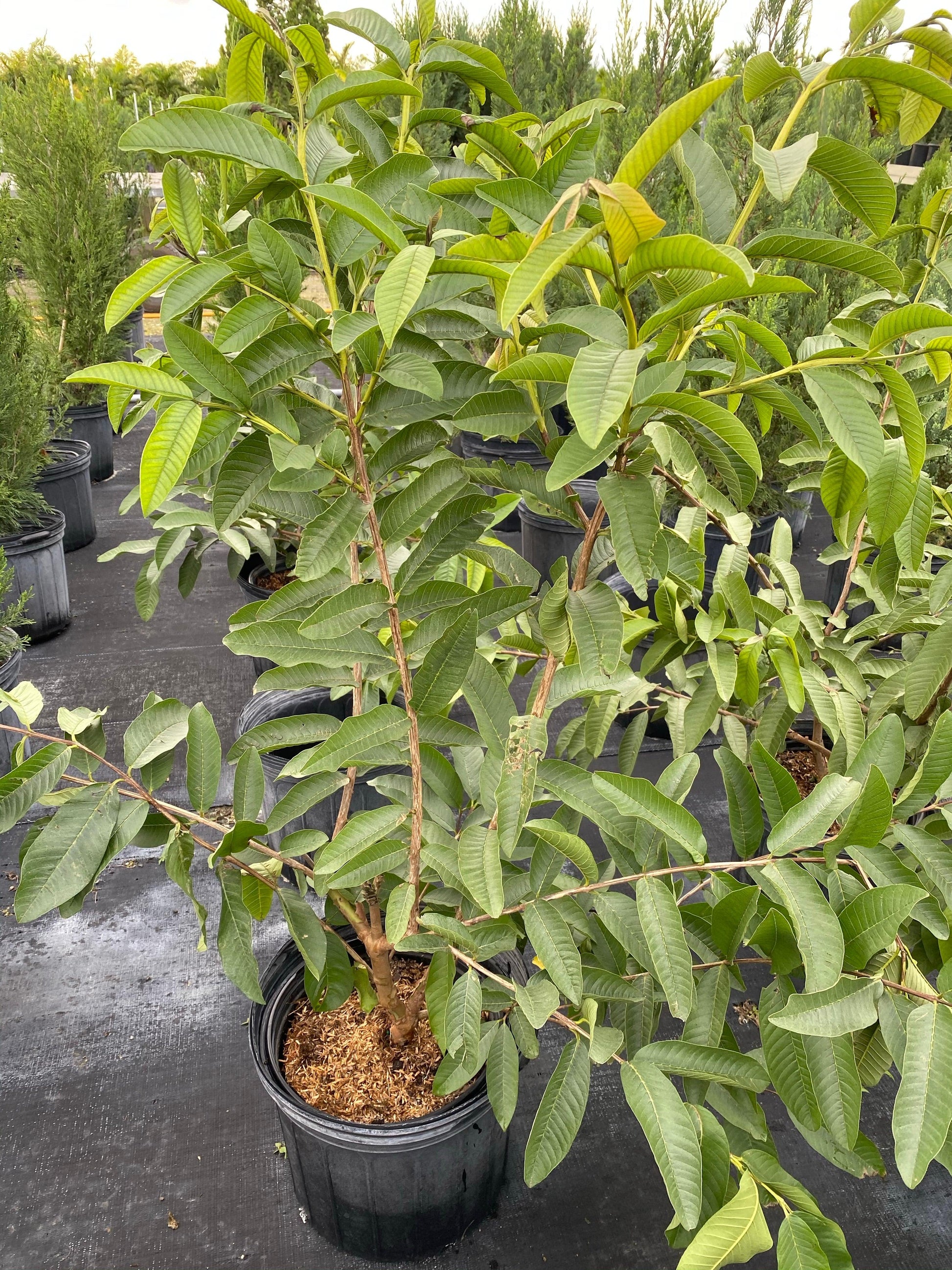 Psidium Guajava (guava) - View 15 from www redcrocus com