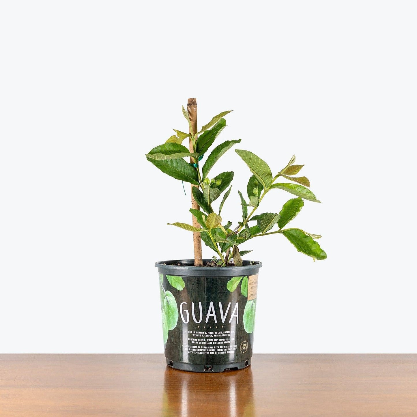 Psidium Guajava (guava) - View 16 from www redcrocus com