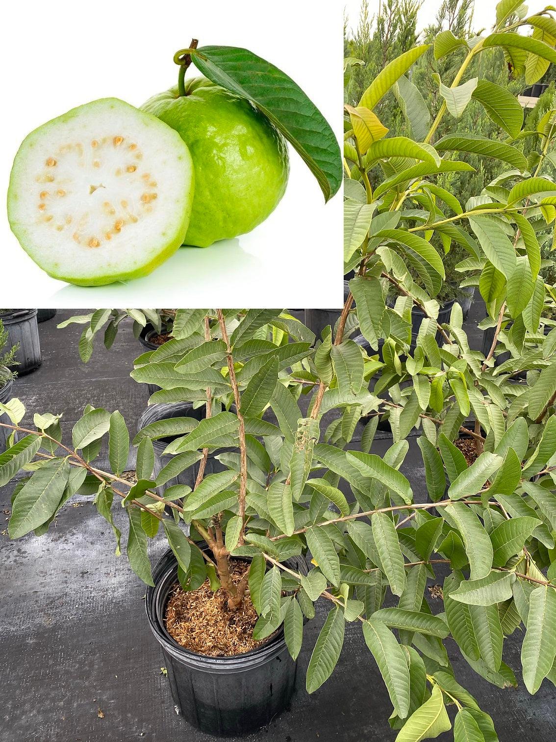 Psidium Guajava (guava) - View 17 from www redcrocus com