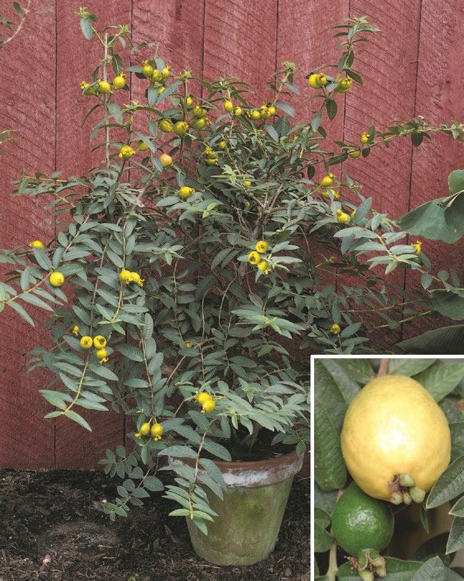 Psidium Guajava (guava) - View 18 from www redcrocus com