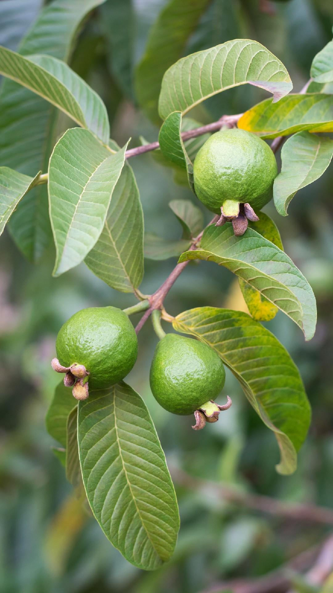 Psidium Guajava (guava) - View 20 from www redcrocus com
