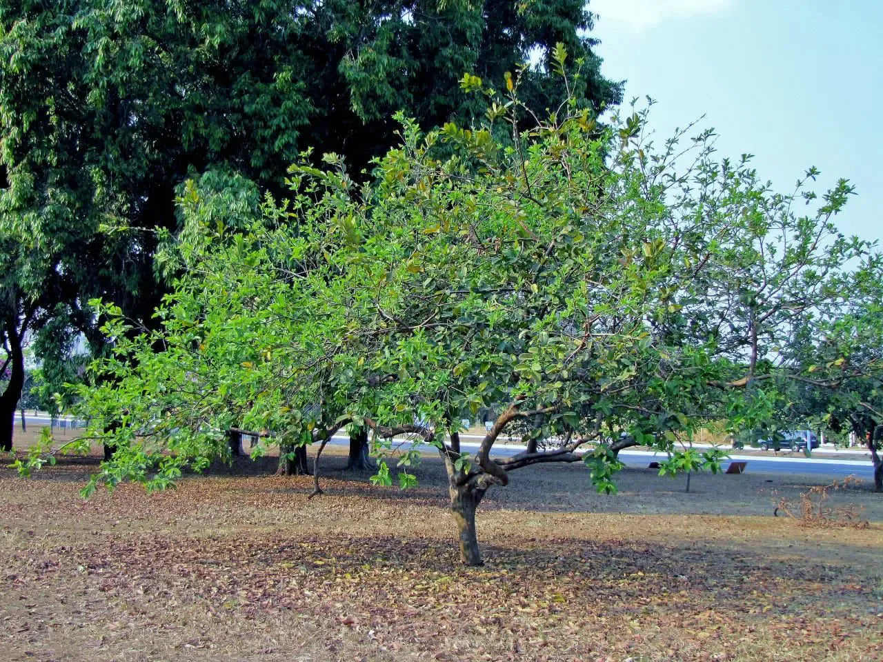 Psidium Guajava (guava) - View 23 from www redcrocus com