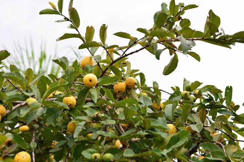 Psidium Guajava (guava) - View 24 from www redcrocus com