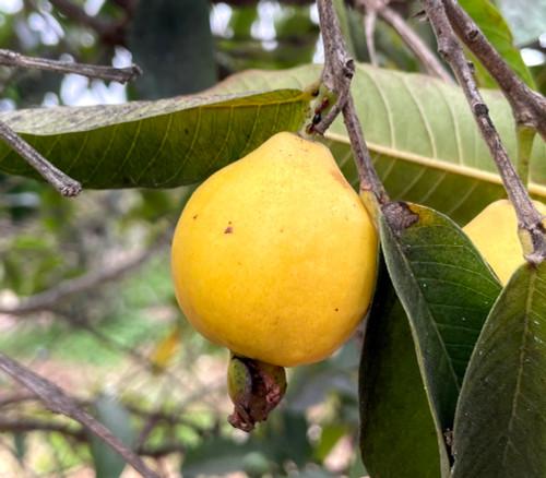 Psidium Guajava (guava) - View 25 from www redcrocus com