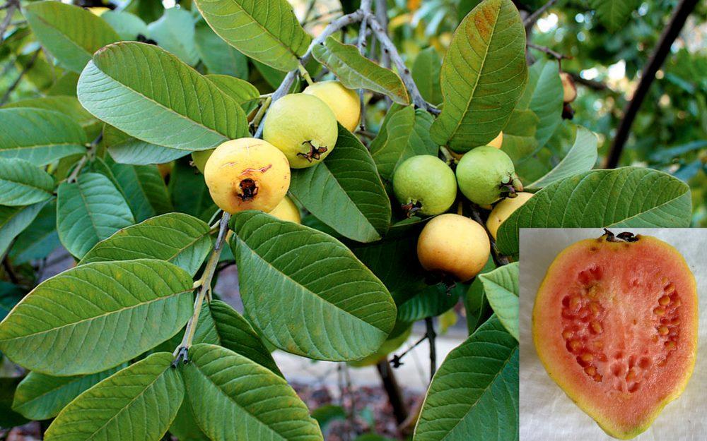 Psidium Guajava (guava) - View 5 from www redcrocus com