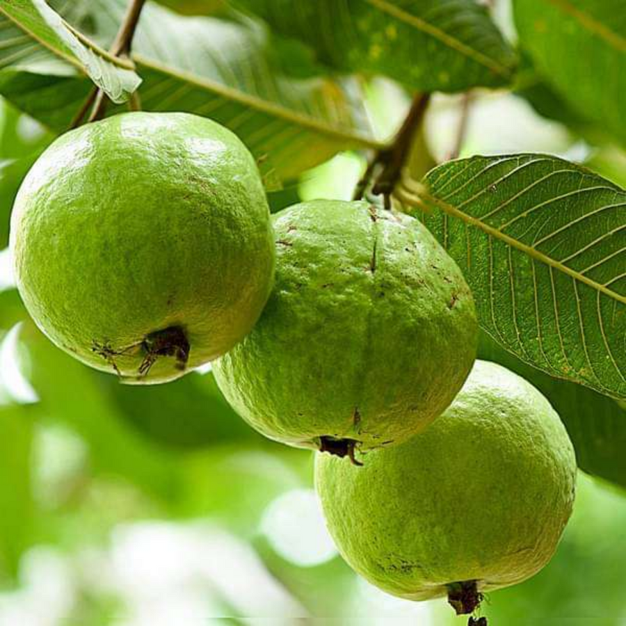 Psidium Guajava (guava) - View 6 from www redcrocus com