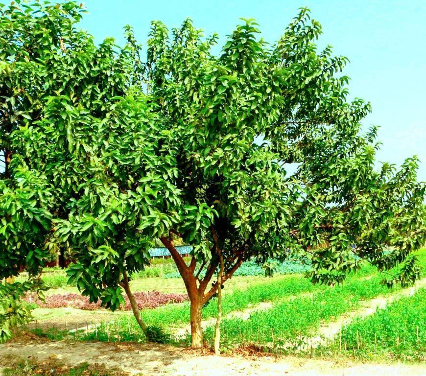 Psidium Guajava (guava) - View 7 from www redcrocus com