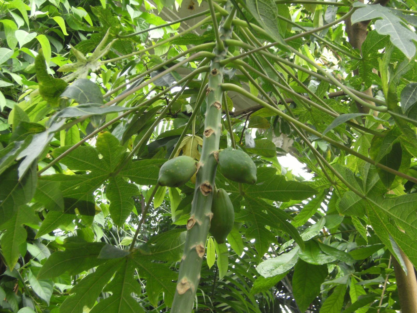 Carica Papaya (papaya) - View 10 from www redcrocus com