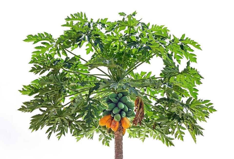 Carica Papaya (papaya) - View 14 from www redcrocus com