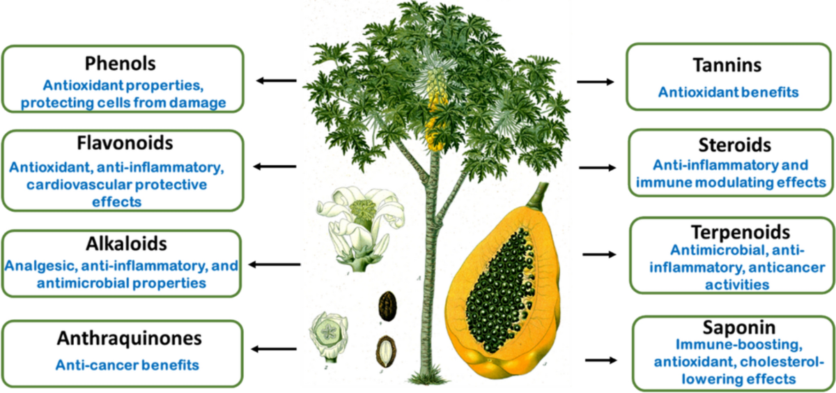 Carica Papaya (papaya) - View 17 from www redcrocus com