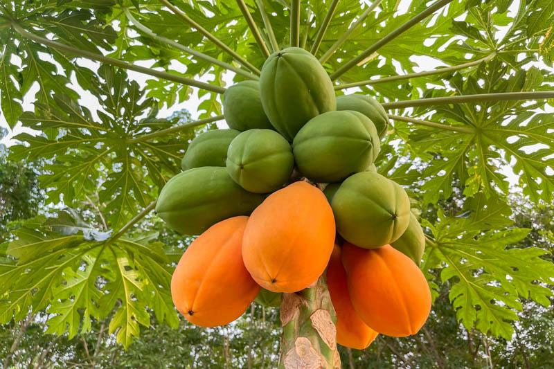 Carica Papaya (papaya) - View 1 from www redcrocus com