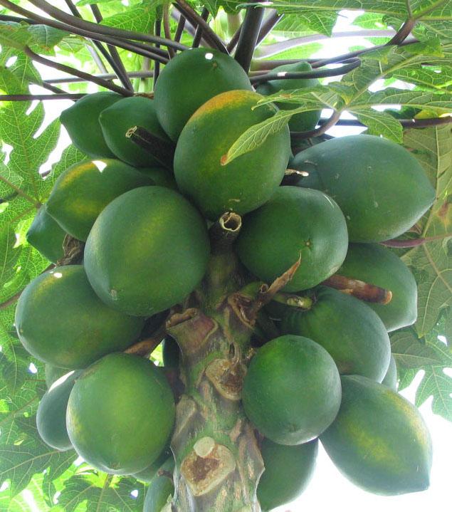 Carica Papaya (papaya) - View 20 from www redcrocus com