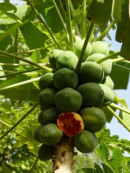 Carica Papaya (papaya) - View 22 from www redcrocus com
