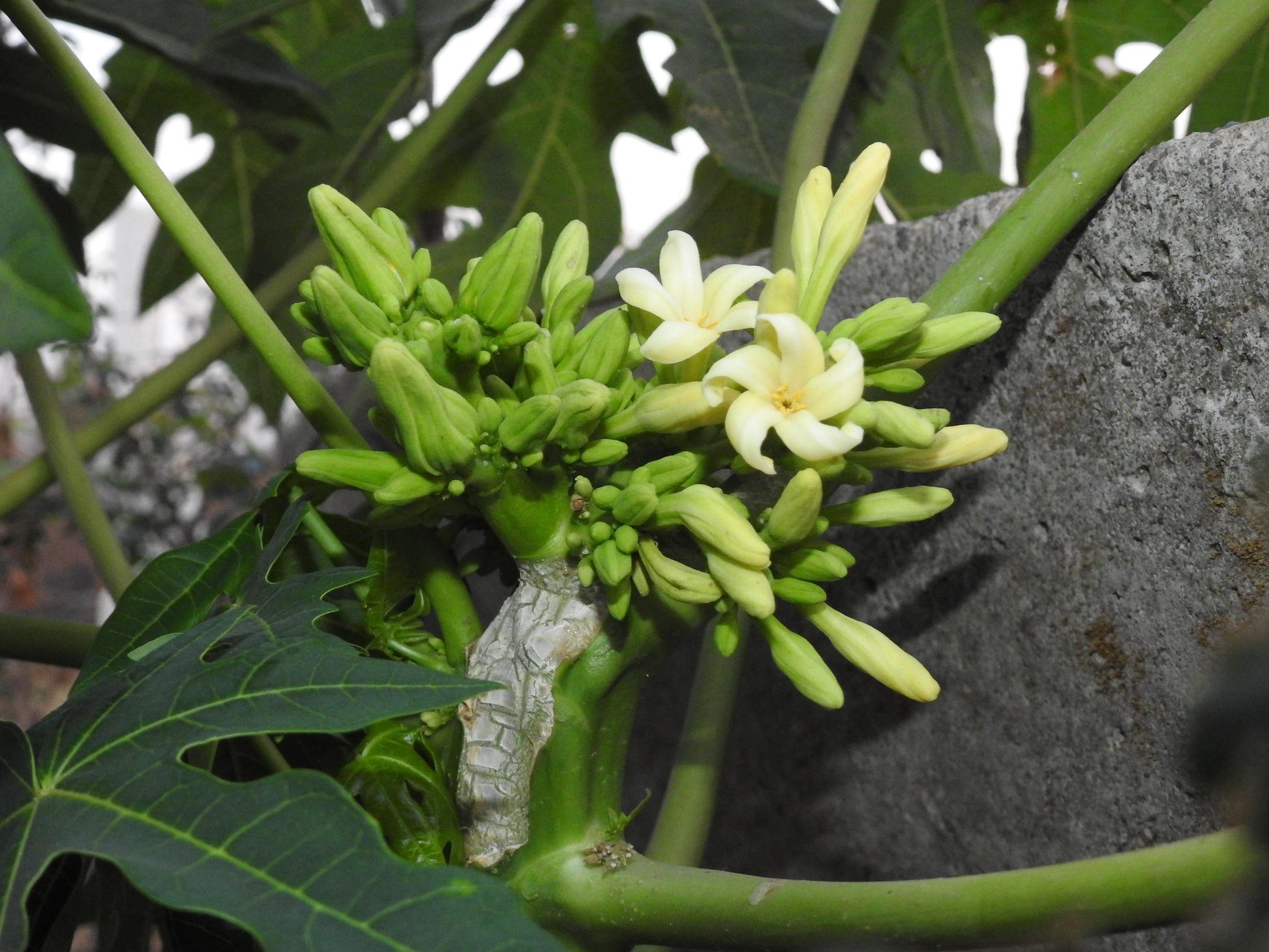 Carica Papaya (papaya) - View 23 from www redcrocus com