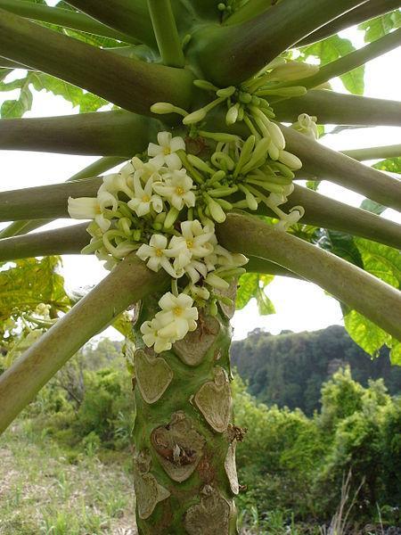 Carica Papaya (papaya) - View 24 from www redcrocus com