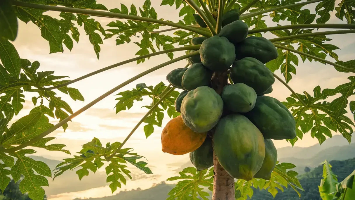 Carica Papaya (papaya) - View 28 from www redcrocus com