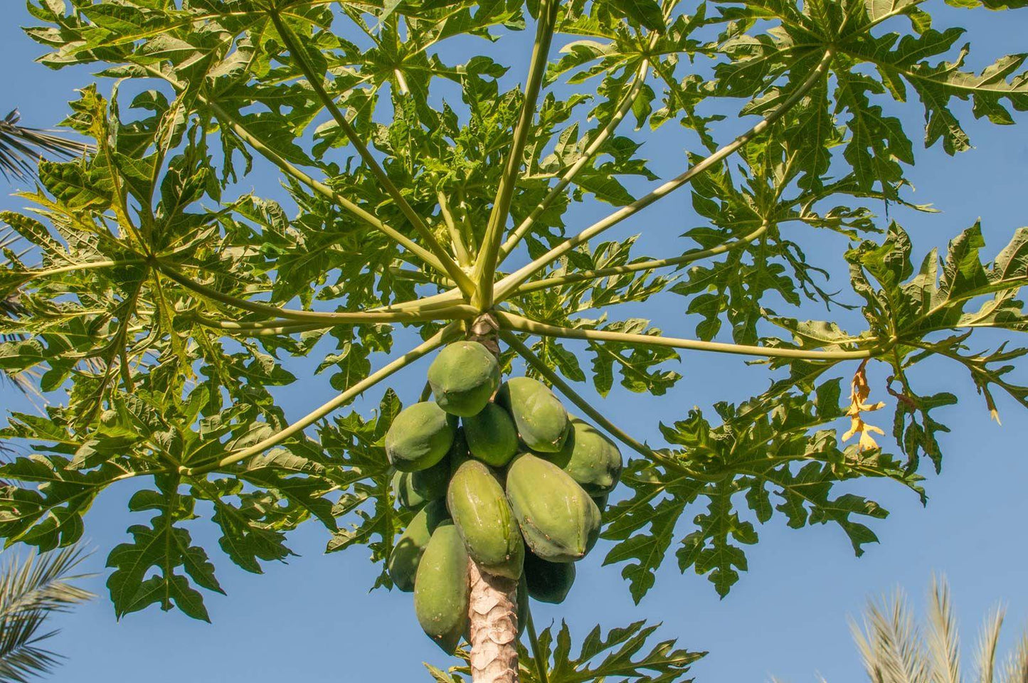 Carica Papaya (papaya) - View 2 from www redcrocus com