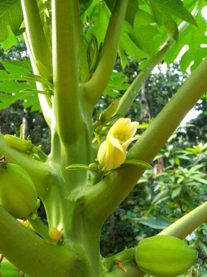 Carica Papaya (papaya) - View 3 from www redcrocus com