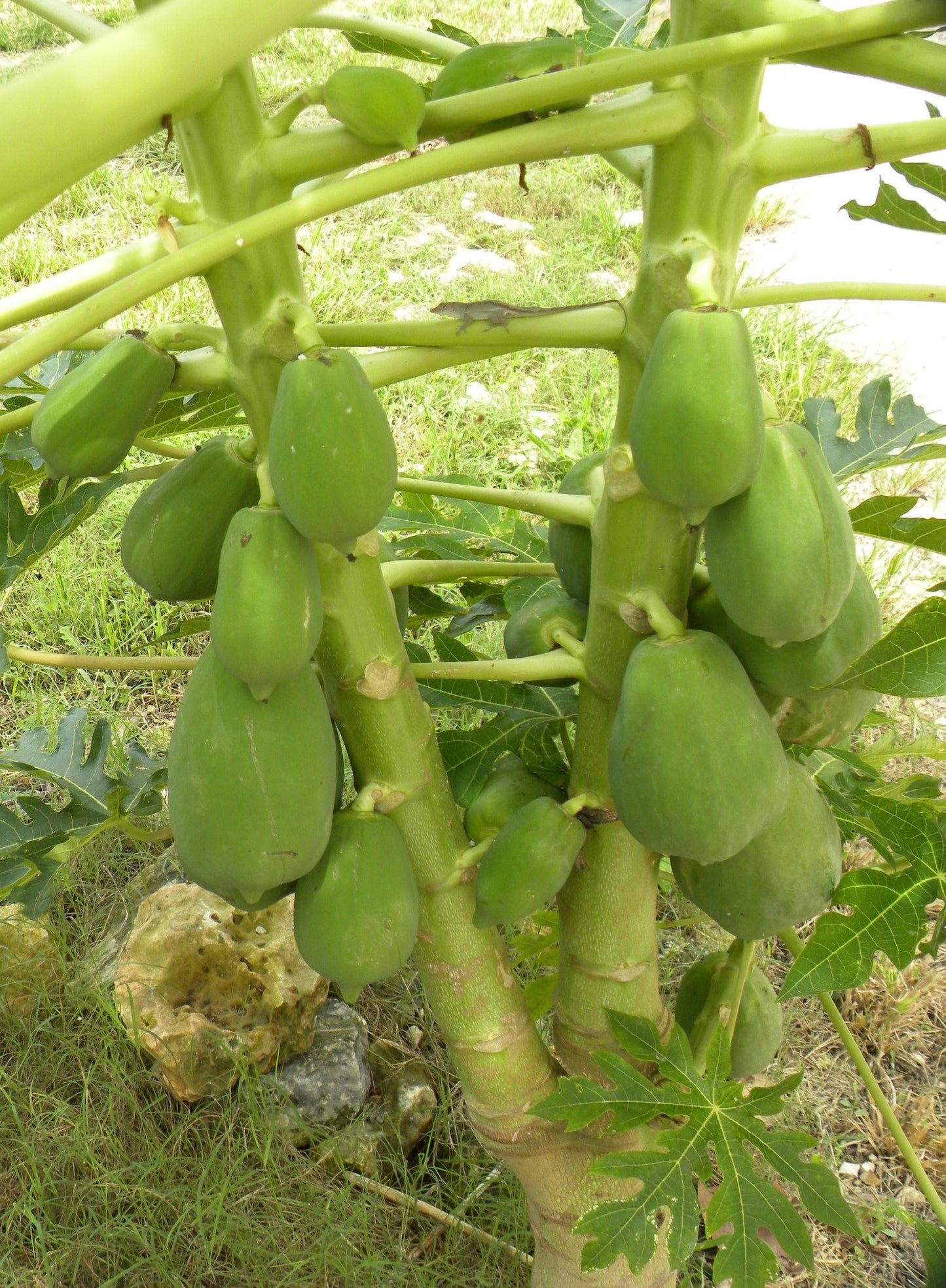 Carica Papaya (papaya) - View 5 from www redcrocus com