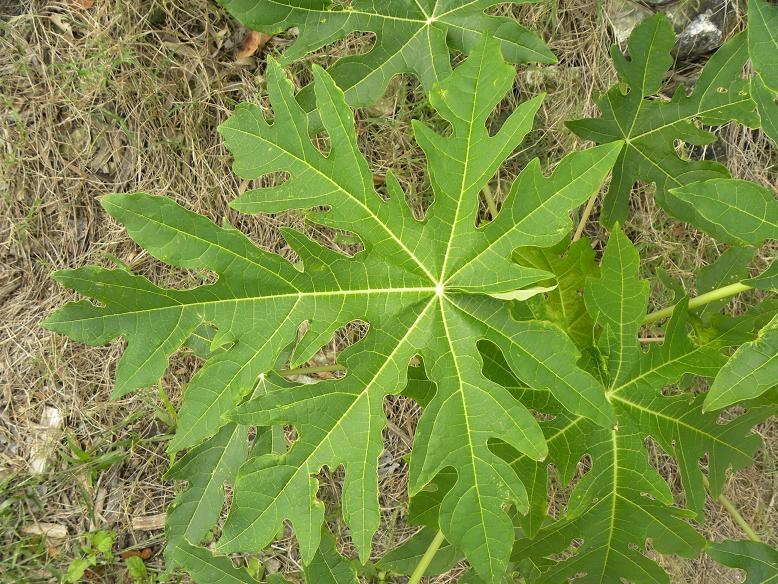 Carica Papaya (papaya) - View 6 from www redcrocus com