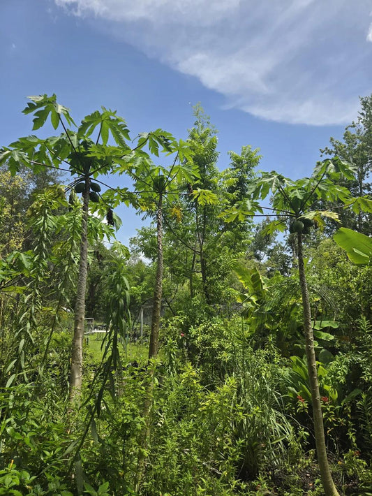 Carica Papaya (papaya) - View 8 from www redcrocus com