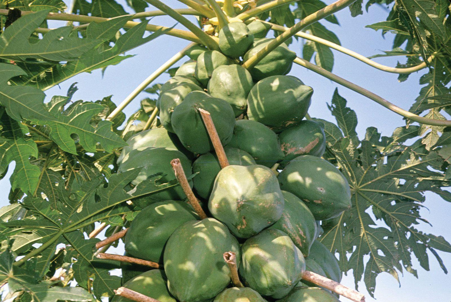 Carica Papaya (papaya) - View 9 from www redcrocus com