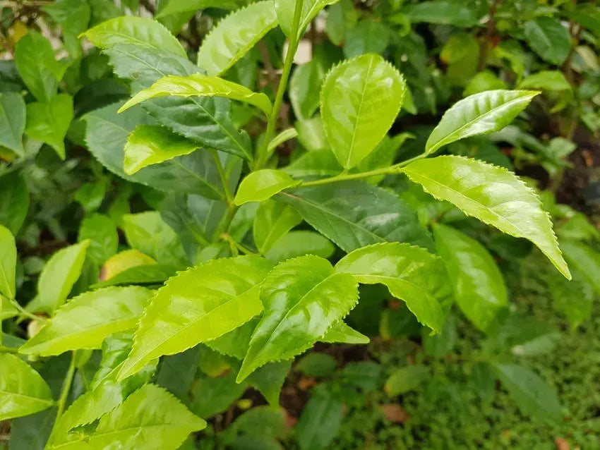Camellia Sinensis (tea) - View 10 from www redcrocus com