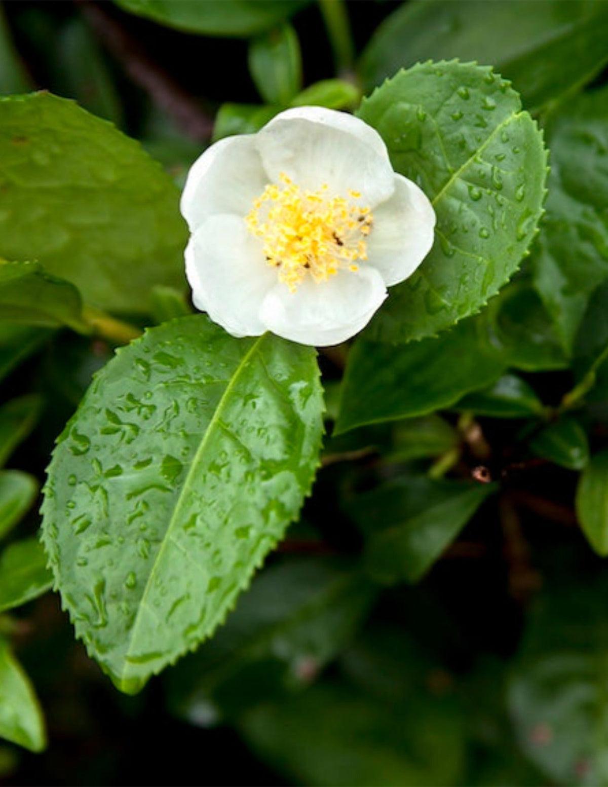 Camellia Sinensis (tea) - View 14 from www redcrocus com