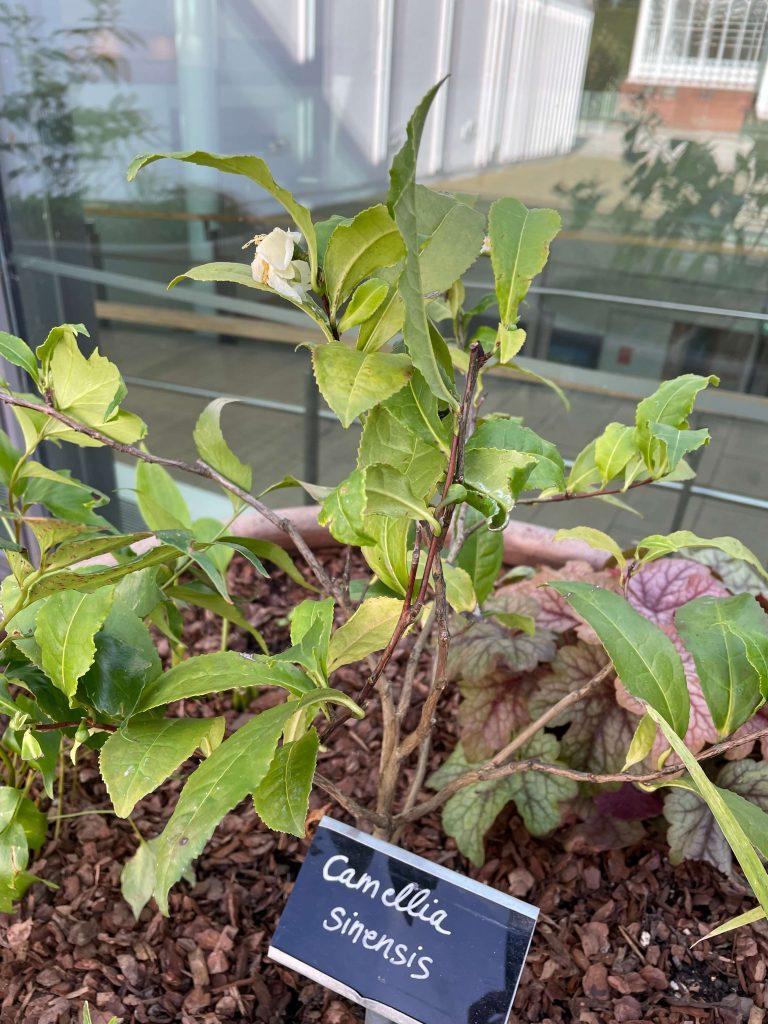 Camellia Sinensis (tea) - View 15 from www redcrocus com