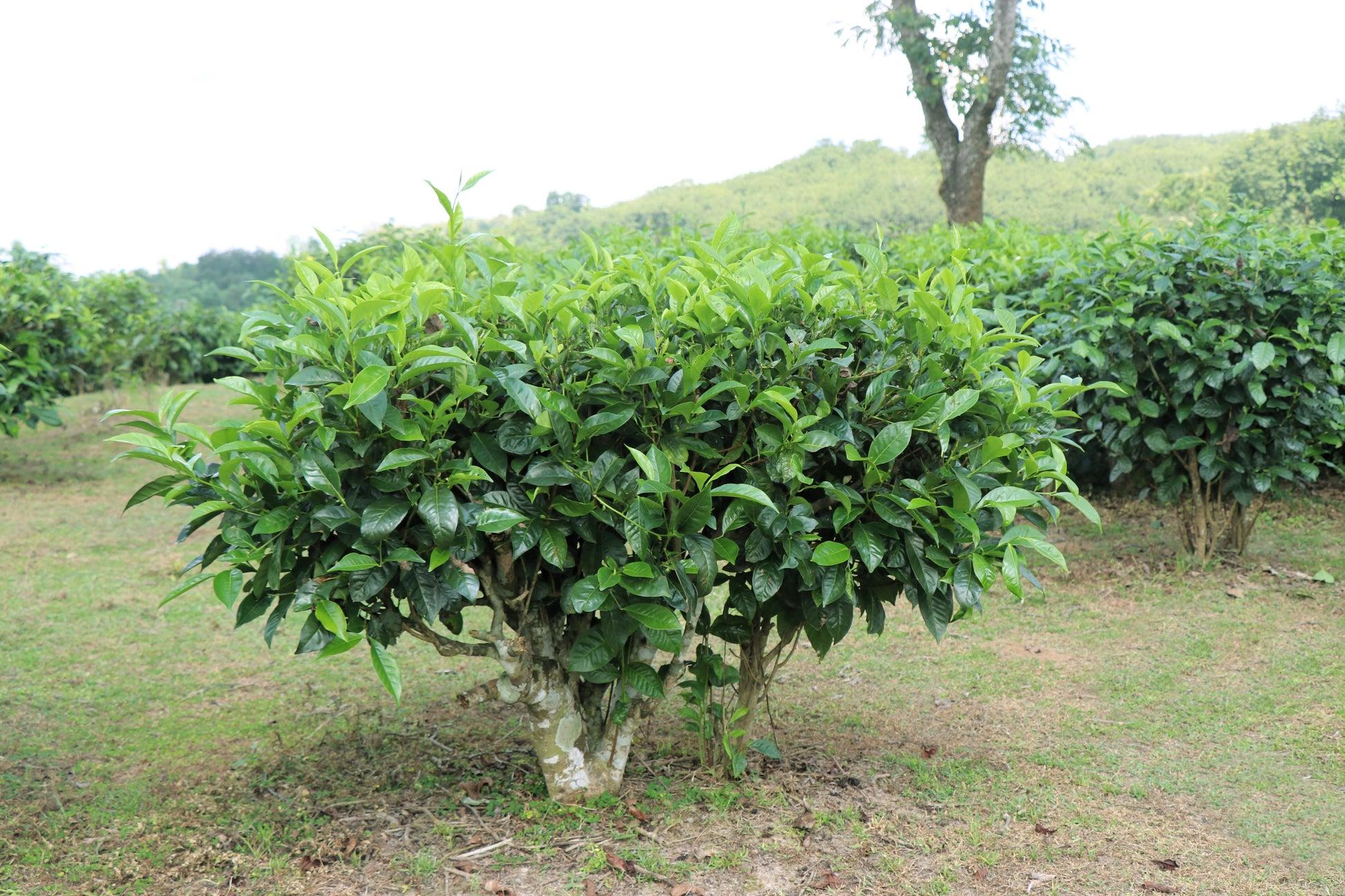 Camellia Sinensis (tea) - View 22 from www redcrocus com