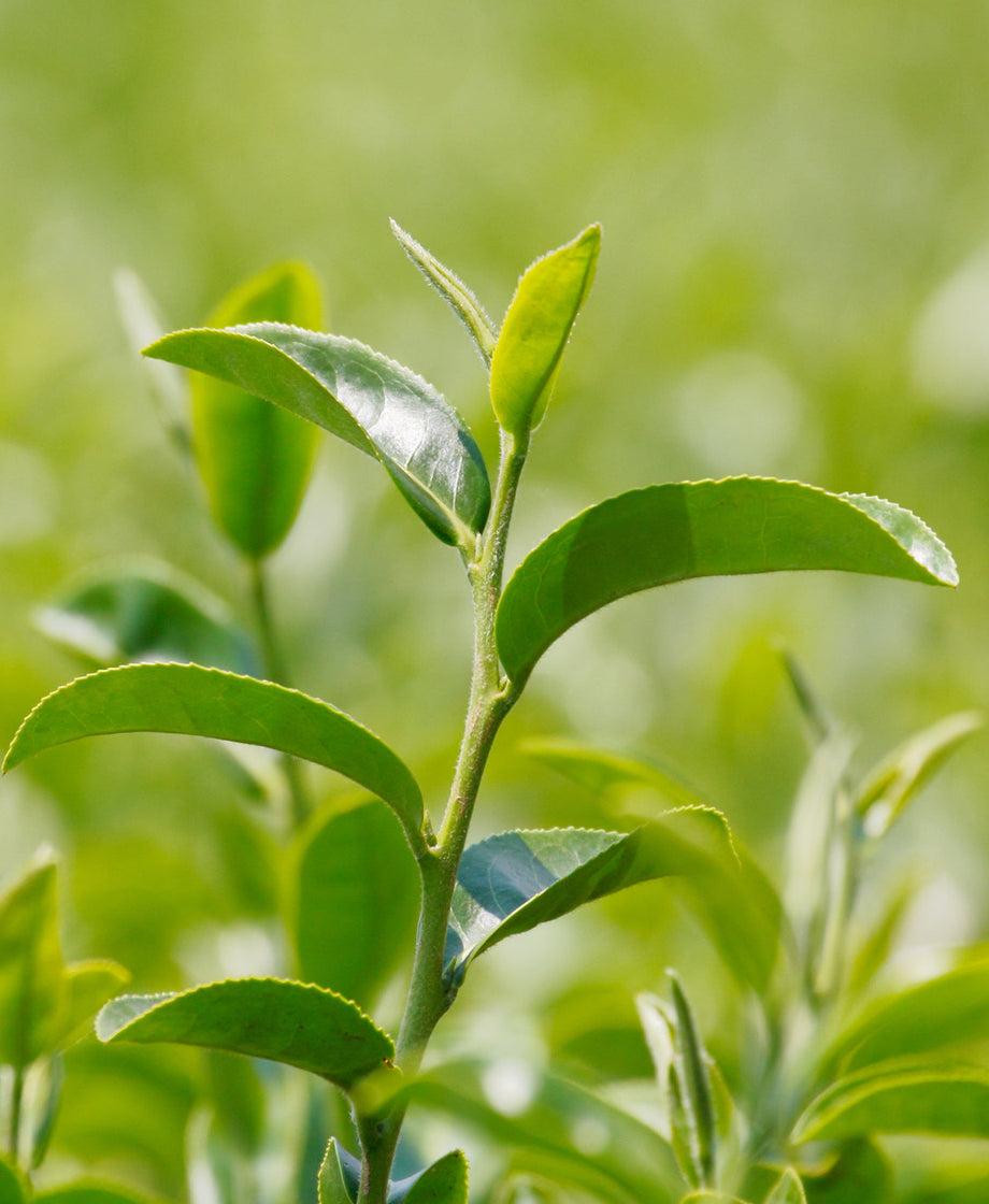 Camellia Sinensis (tea) - View 26 from www redcrocus com