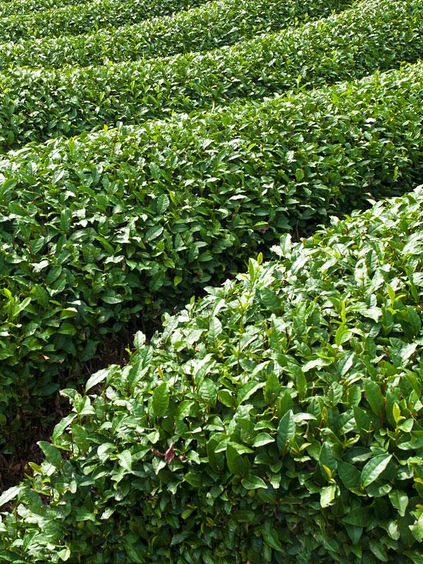 Camellia Sinensis (tea) - View 27 from www redcrocus com