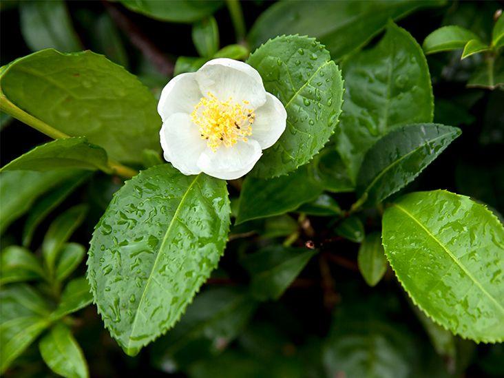 Camellia Sinensis (tea) - View 28 from www redcrocus com