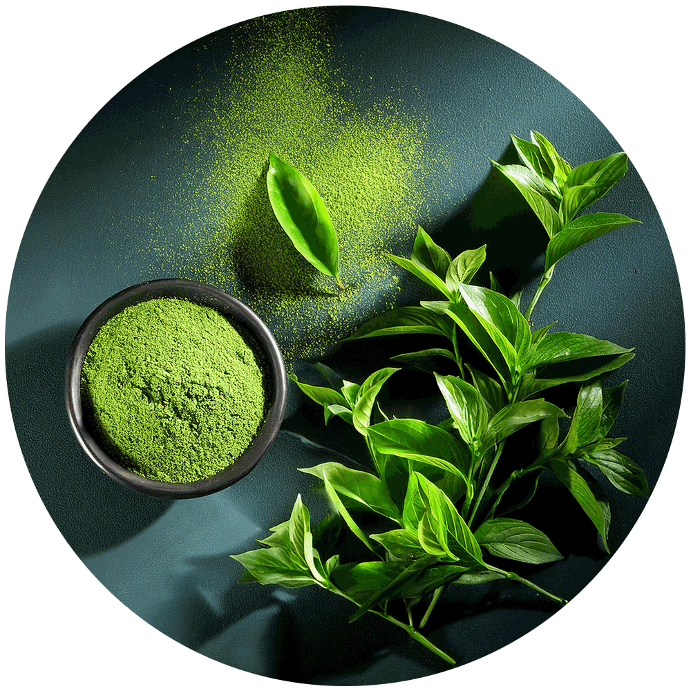 Camellia Sinensis (tea) - View 29 from www redcrocus com