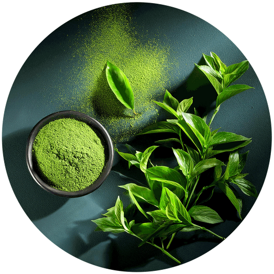 Camellia Sinensis (tea) - View 29 from www redcrocus com