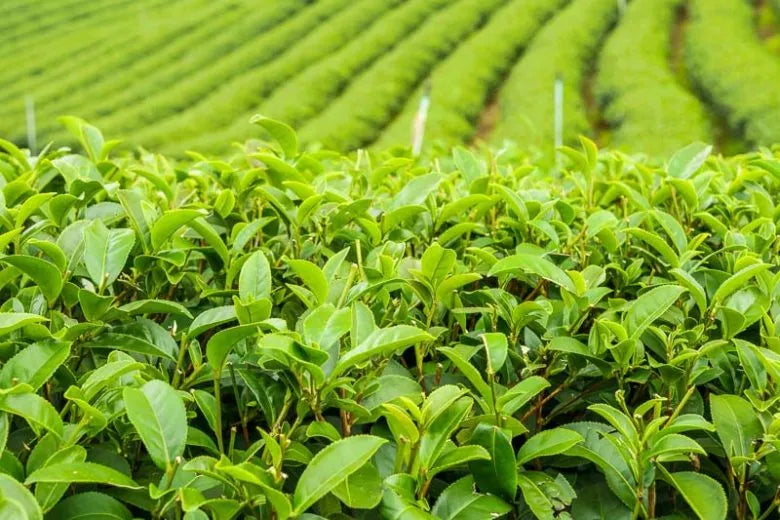 Camellia Sinensis (tea) - View 30 from www redcrocus com