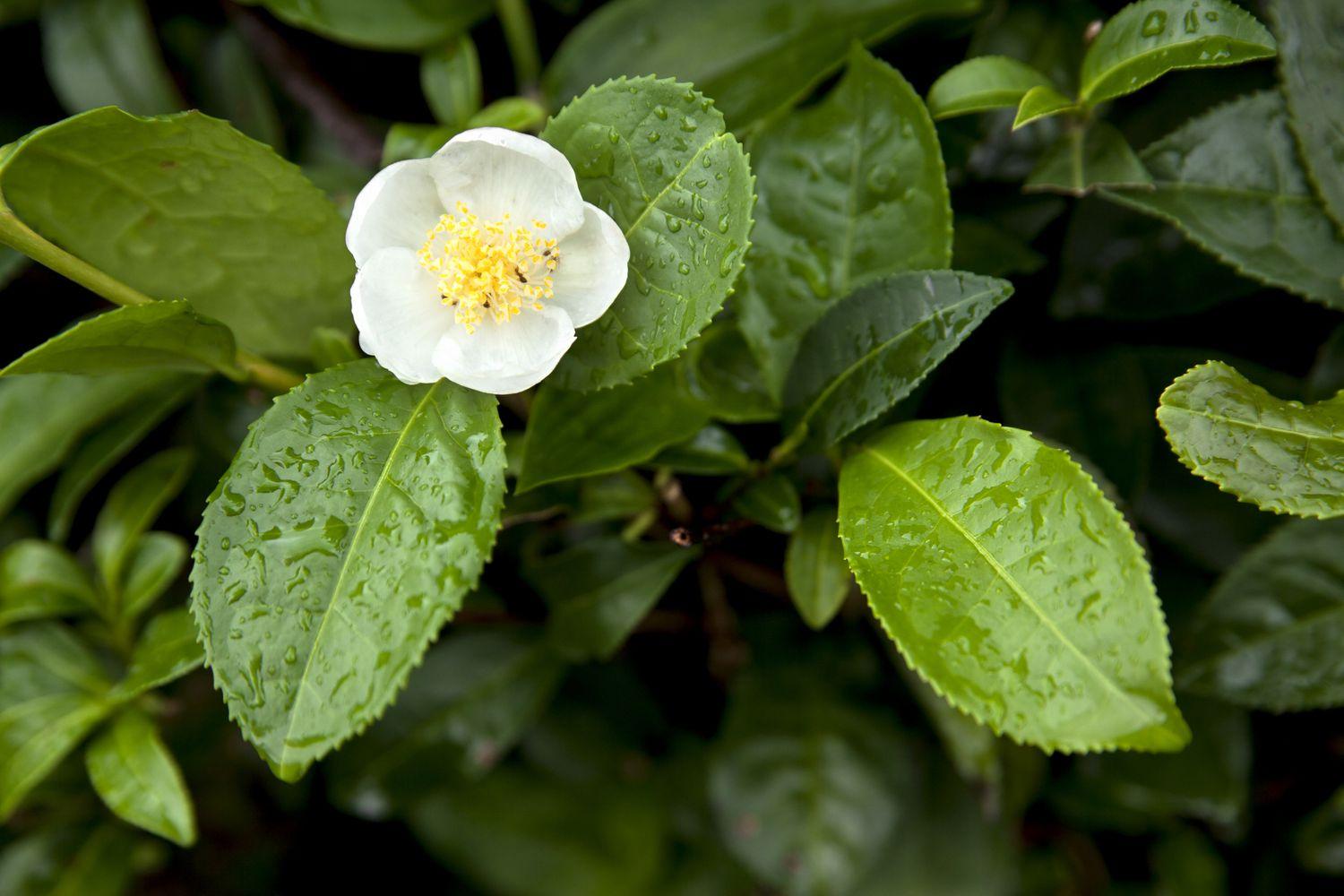 Camellia Sinensis (tea) - View 33 from www redcrocus com