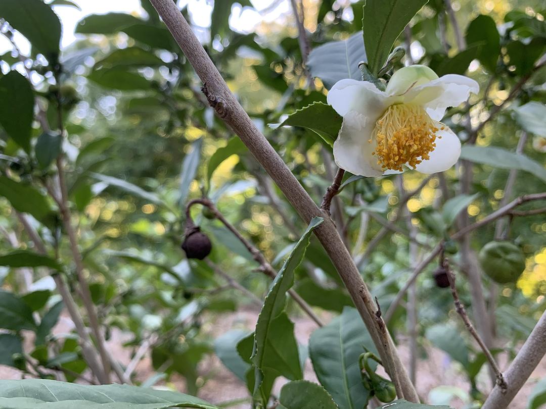Camellia Sinensis (tea) - View 34 from www redcrocus com