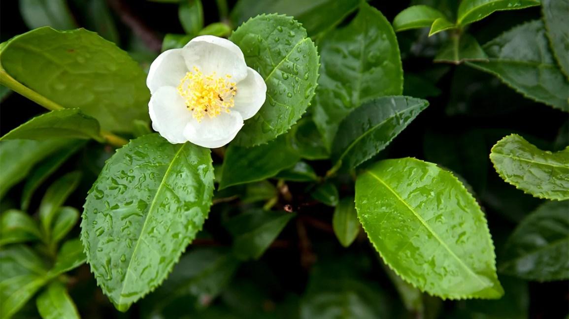 Camellia Sinensis (tea) - View 3 from www redcrocus com