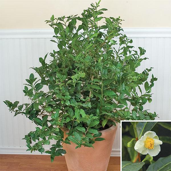 Camellia Sinensis (tea) - View 4 from www redcrocus com