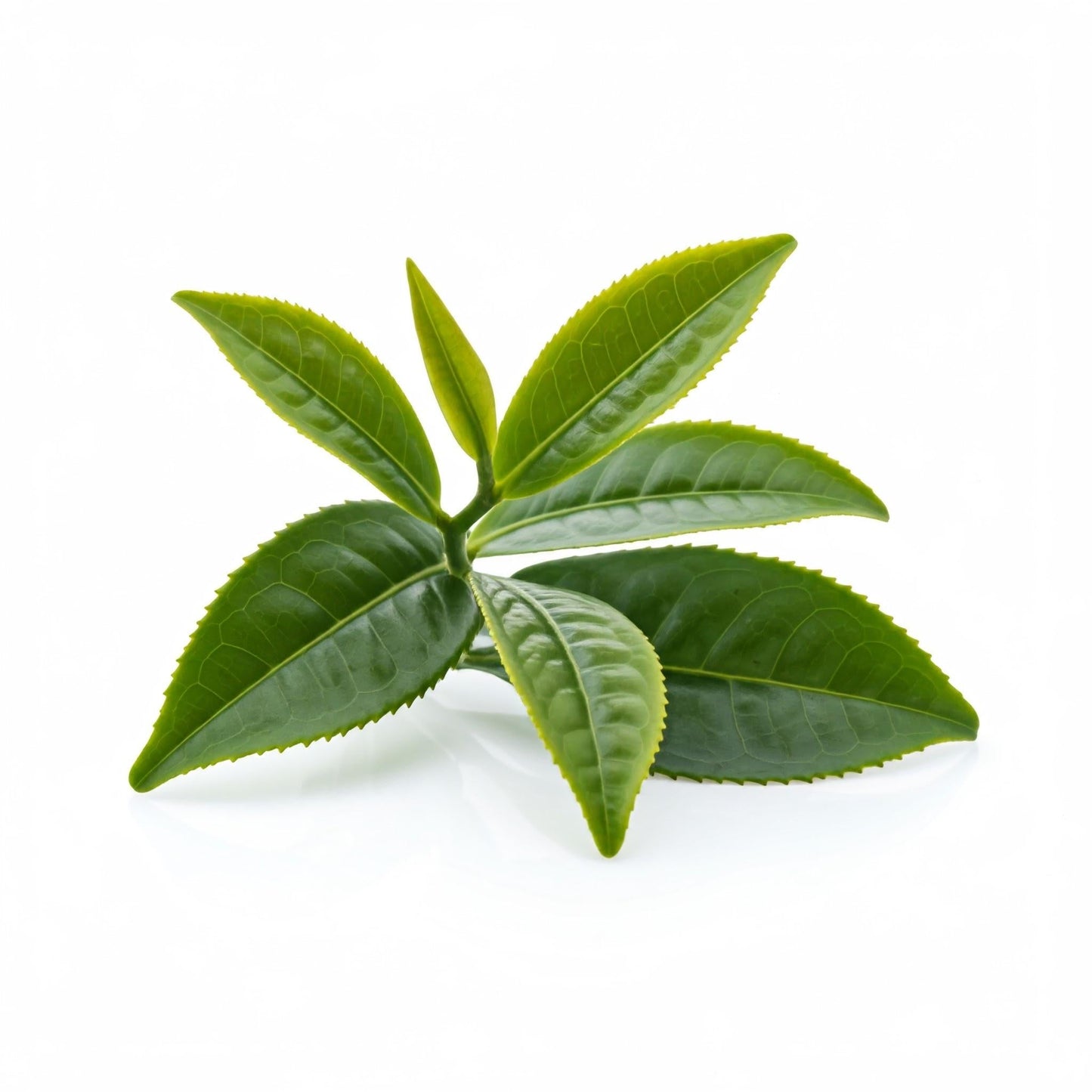 Camellia Sinensis (tea) - View 5 from www redcrocus com