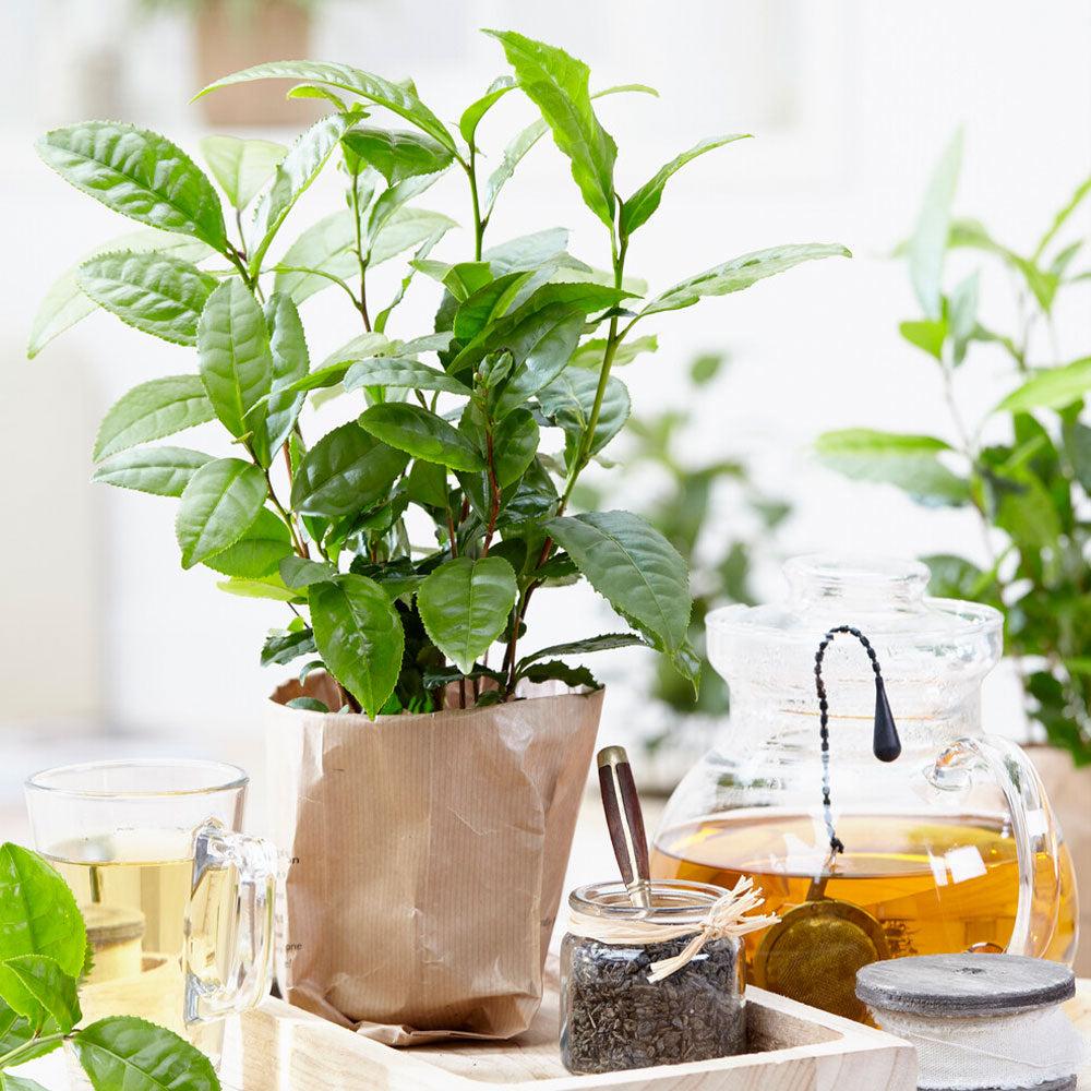 Camellia Sinensis (tea) - View 8 from www redcrocus com