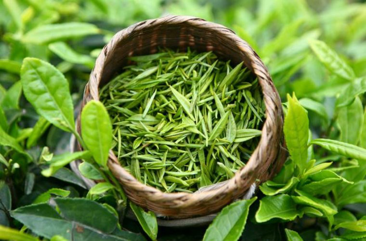Camellia Sinensis (tea) - View 9 from www redcrocus com