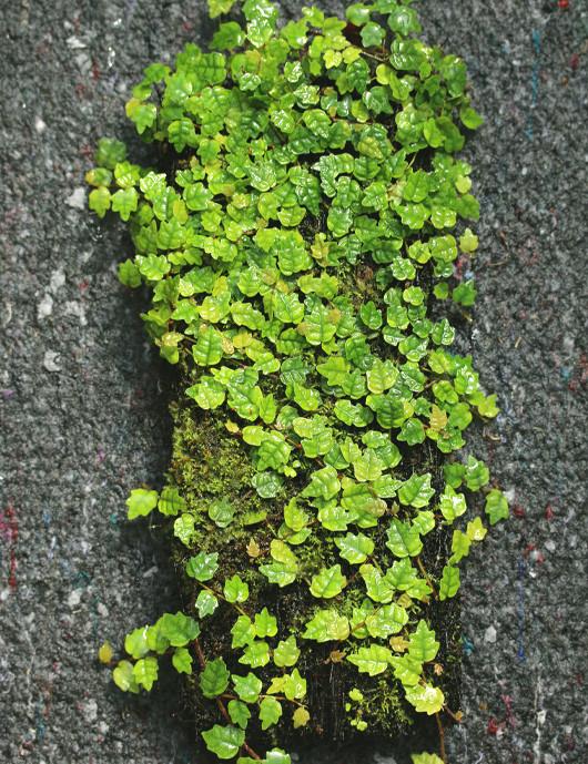 Ficus Pumila 'quercifolia' - View 11 from www redcrocus com