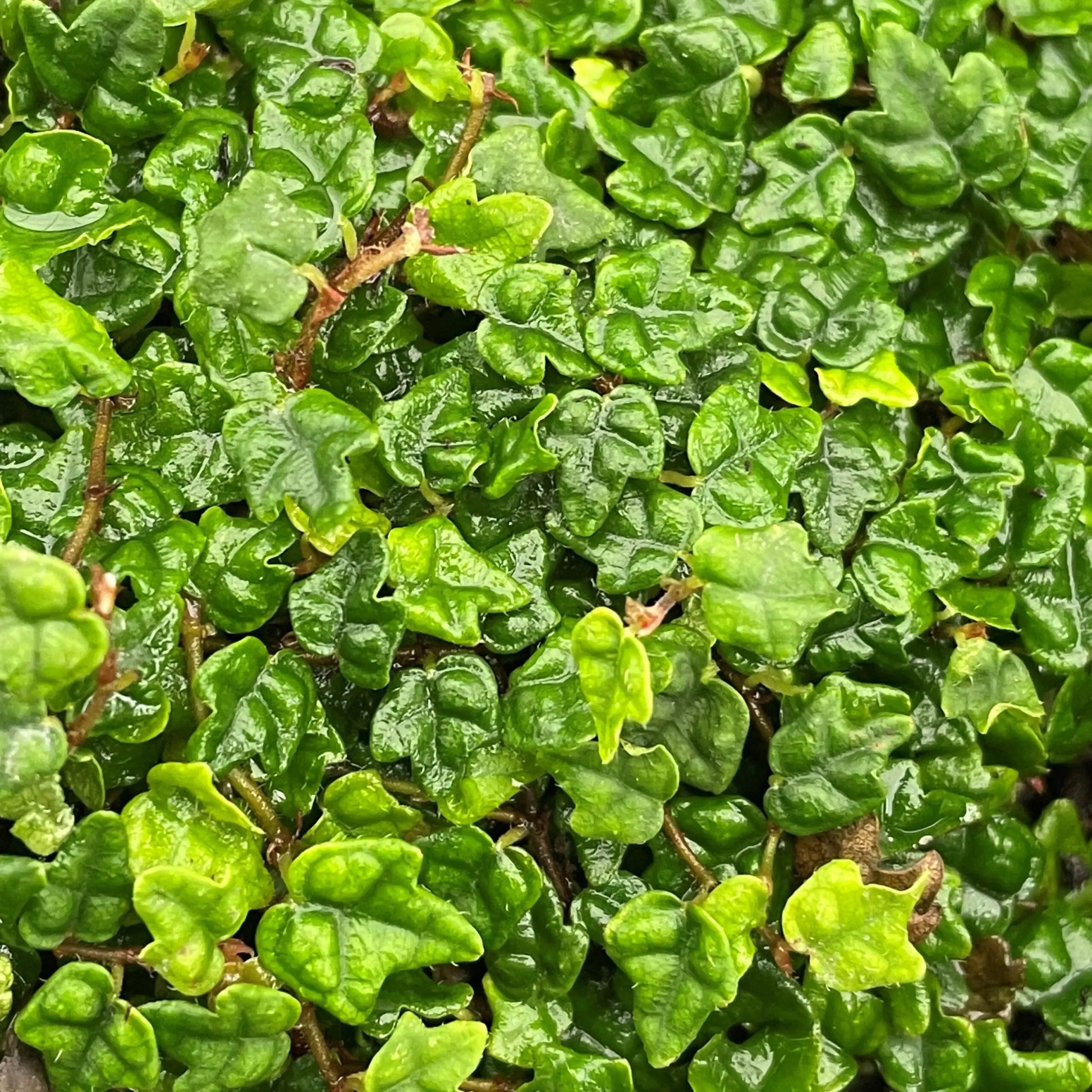 Ficus Pumila 'quercifolia' - View 12 from www redcrocus com
