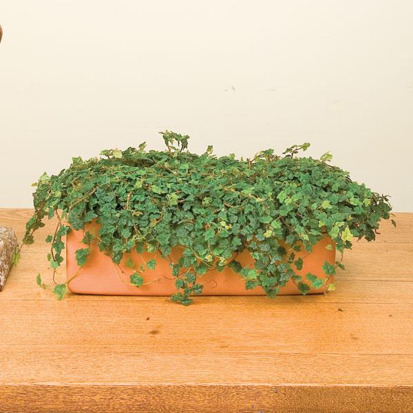 Ficus Pumila 'quercifolia' - View 21 from www redcrocus com