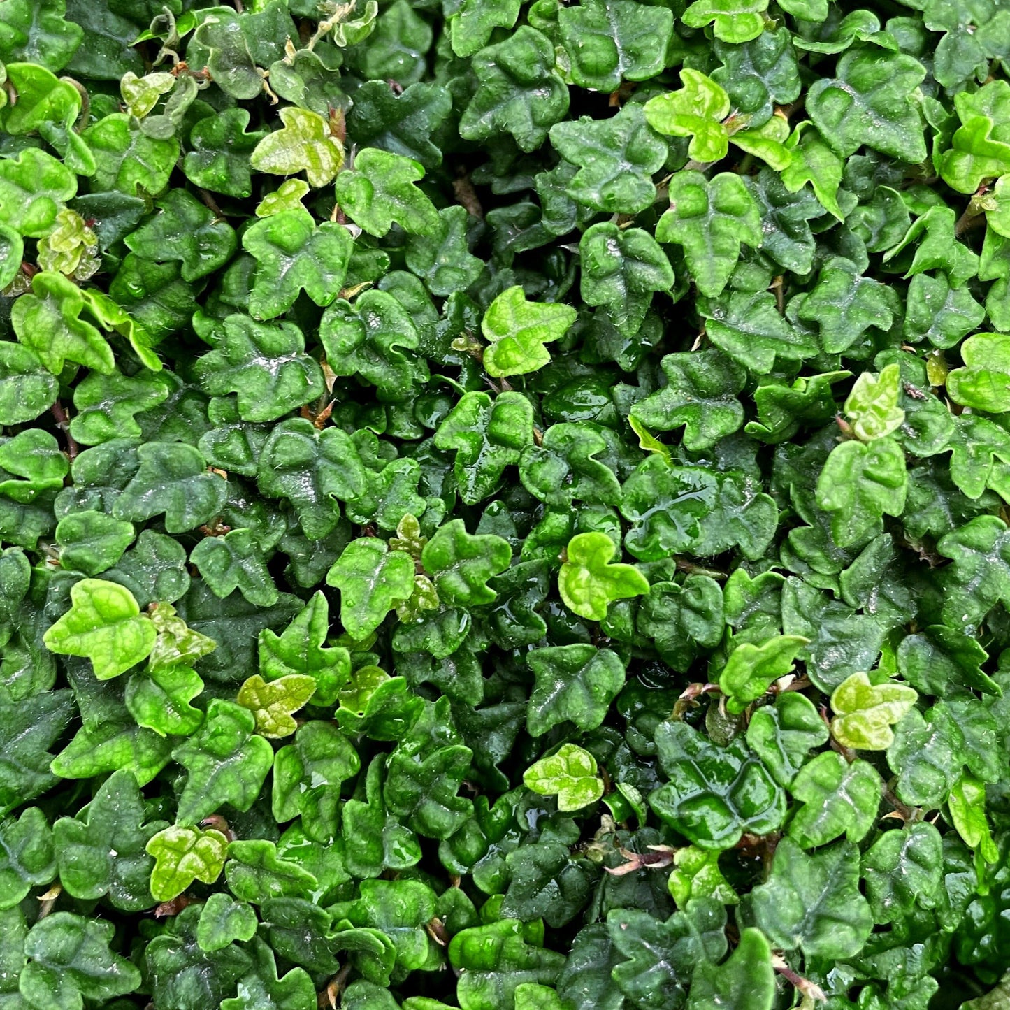 Ficus Pumila 'quercifolia' - View 27 from www redcrocus com