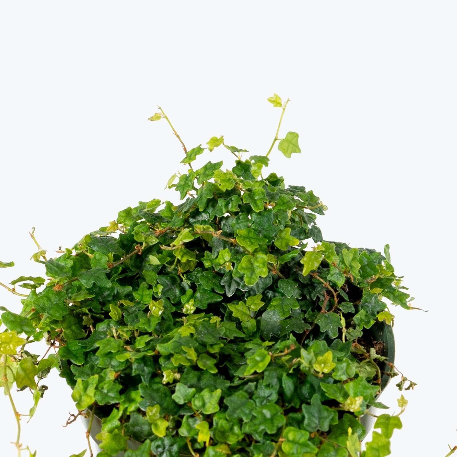 Ficus Pumila 'quercifolia' - View 5 from www redcrocus com